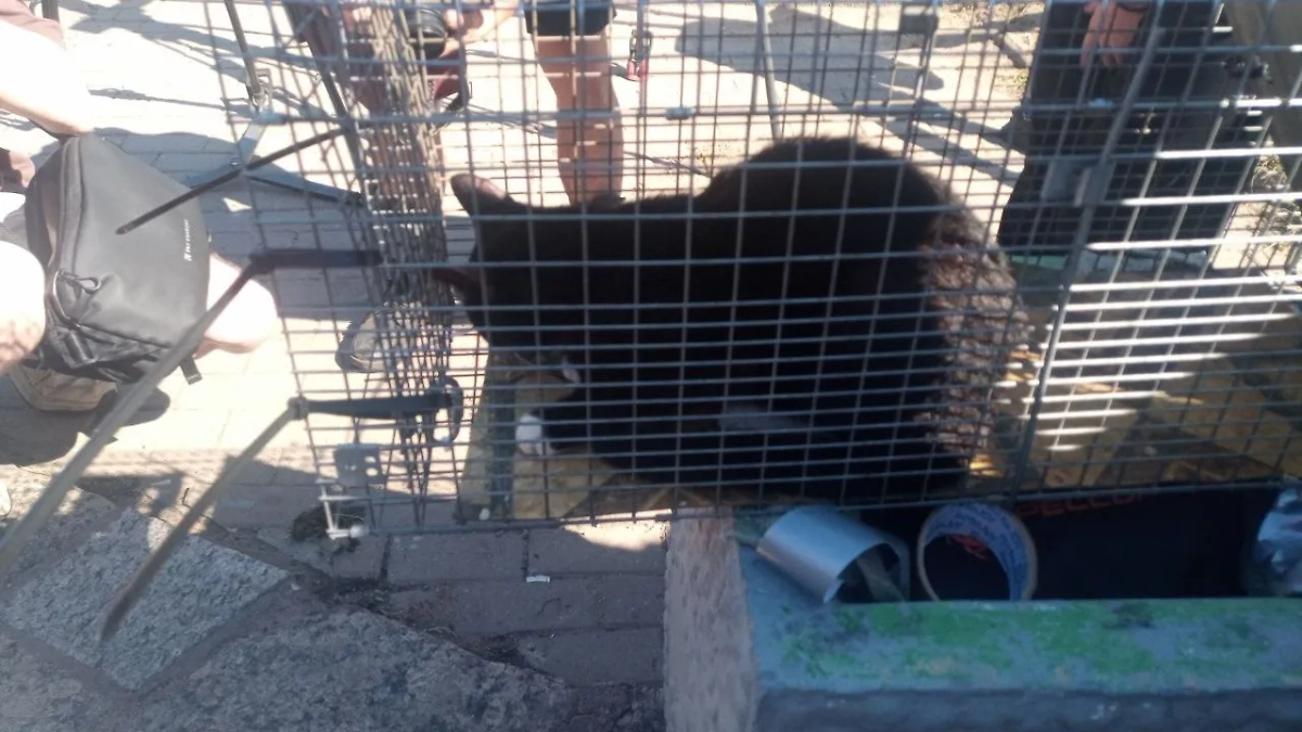 Кот Маркиз. Обложка © Telegram / Кошкиспас