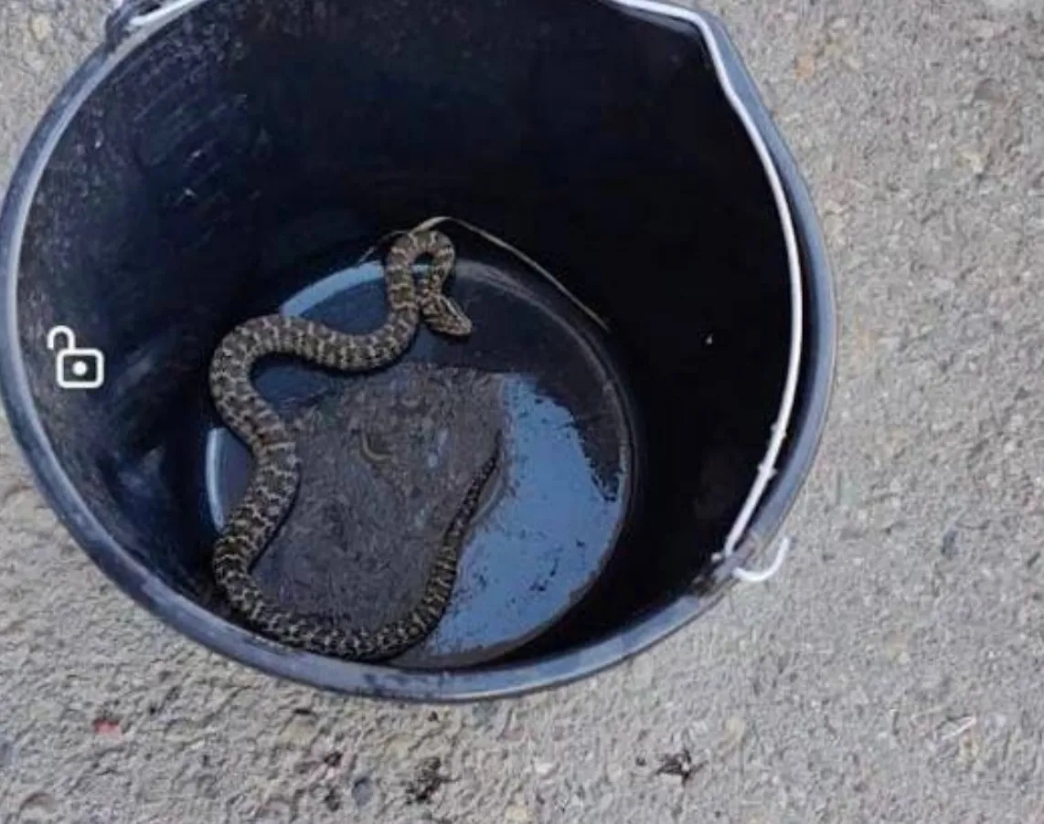 Обложка © Telegram / МВД38