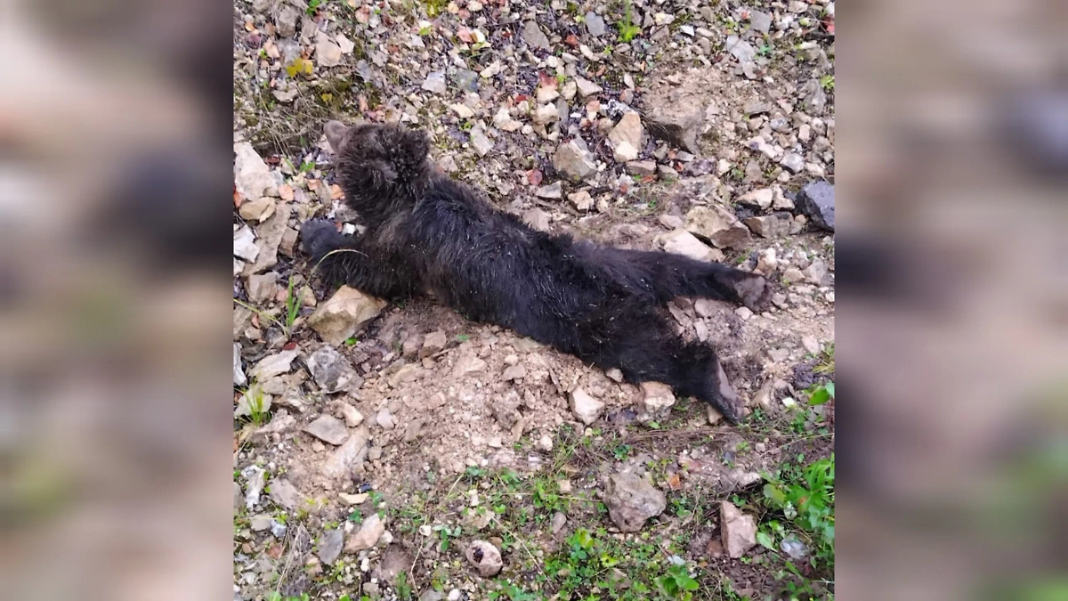 Пострадавший медвежонок. Обложка © Telegram / ЦРДЖ Пин и Пуф