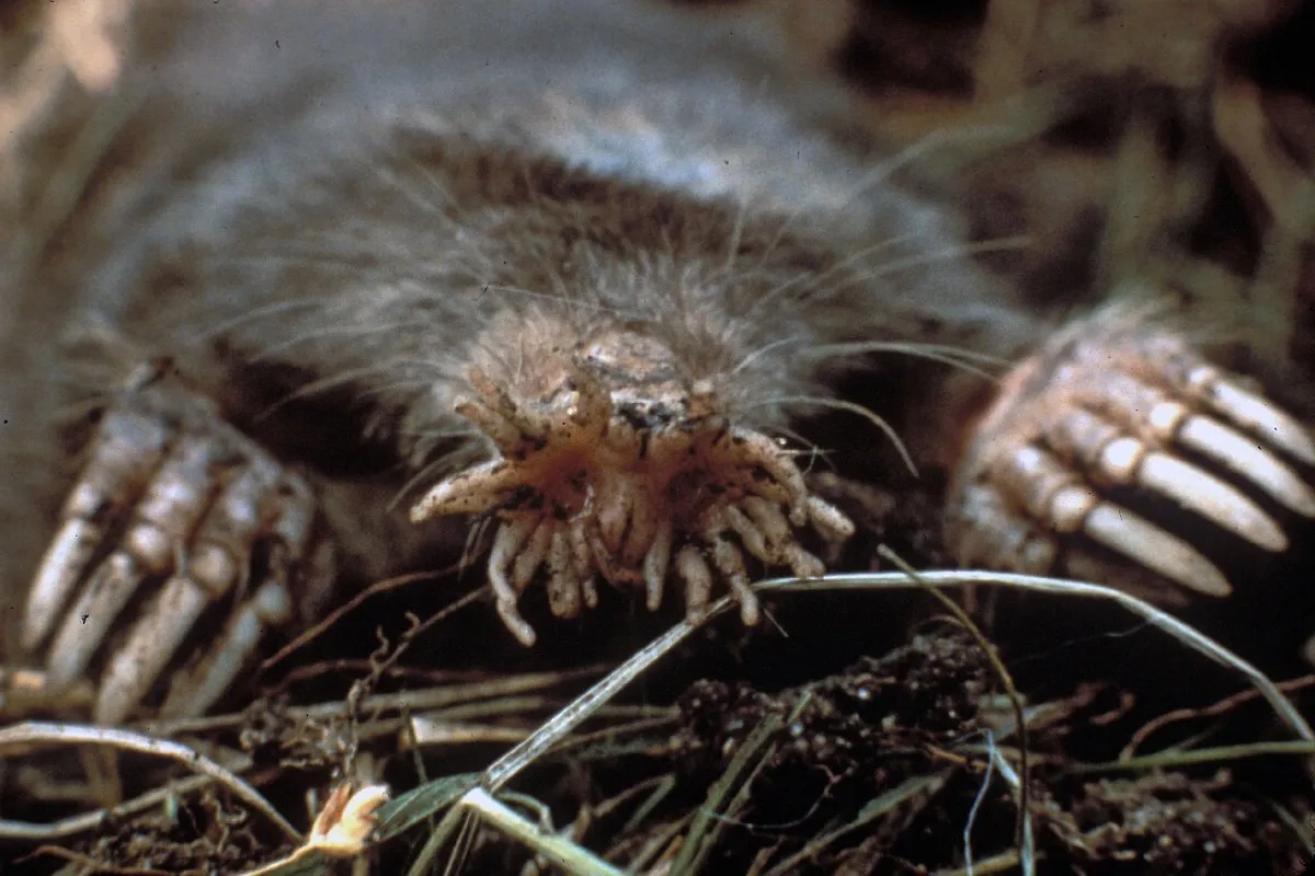 Пожалуйста, не делайте кротовуху из этого крота. Из других кротов — тоже. Фото © Wikipedia / US National Parks Service