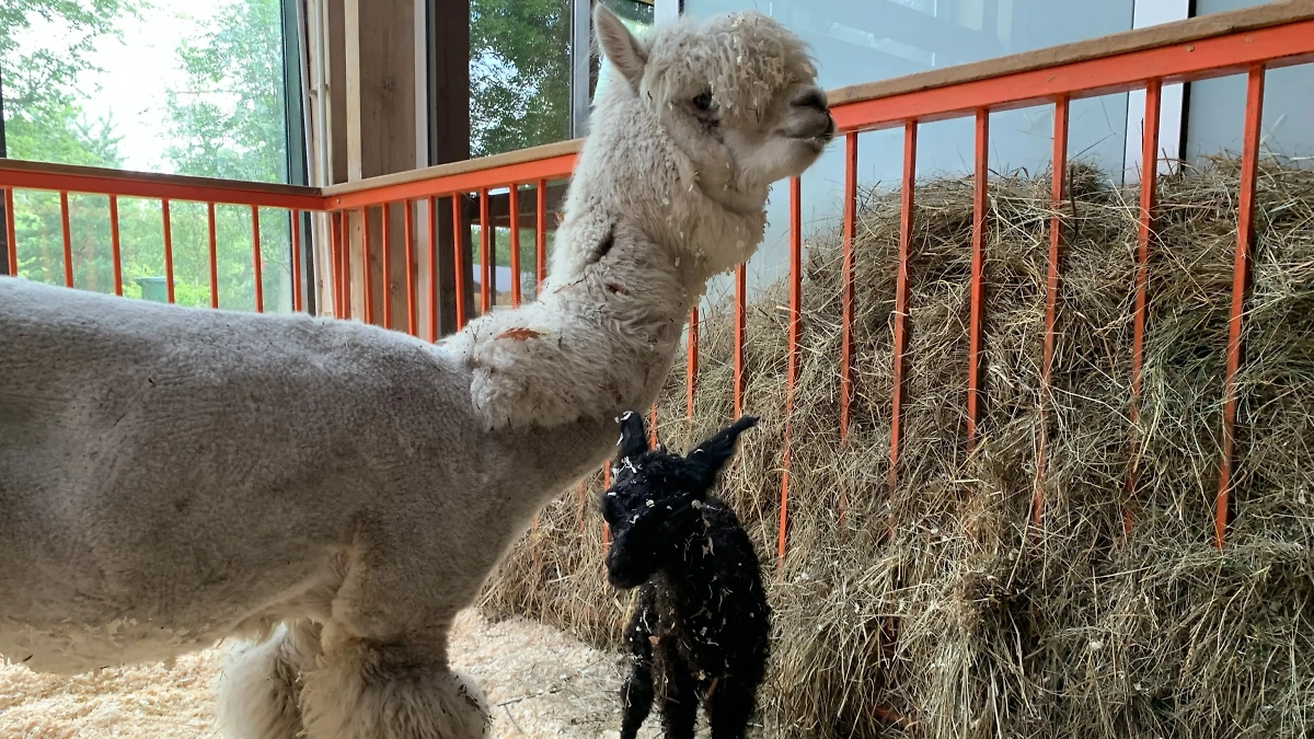 Обложка © Life.ru