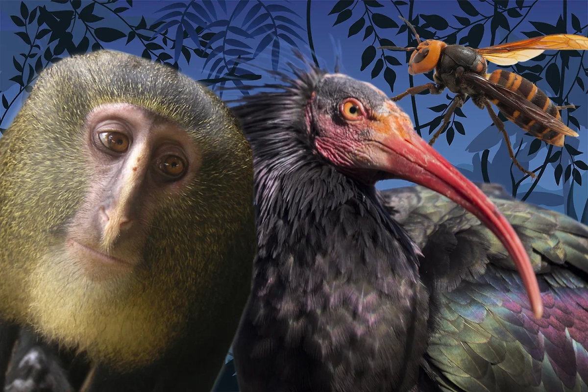 Самые страшные животные в мире, от одного вида которых хочется бежать. Коллаж © Life.ru. Обложка © Shutterstock / FOTODOM / fluffandshutter, © Freepik / valadzionak_volha, © Wikipedia / Yasunori Koide, Hart JA