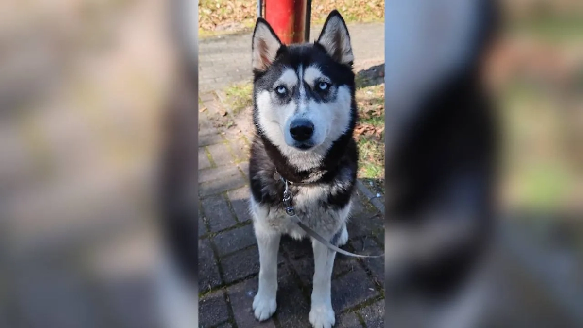 Обложка © VK / «Весёлый дом хаски Центр реабилитации СЕС»