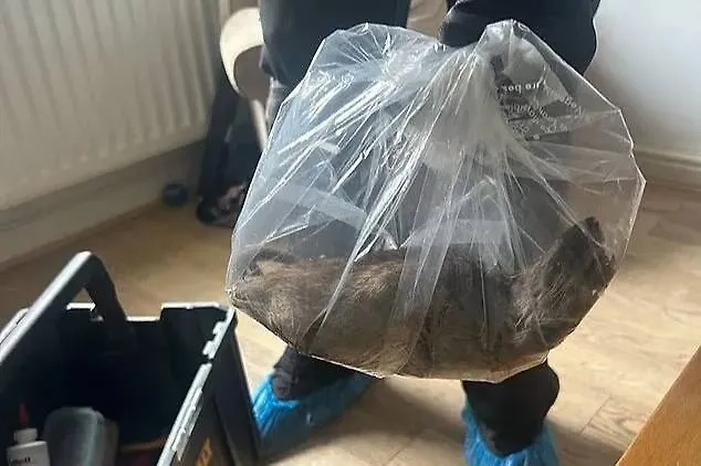 Обложка © Facebook (соцсеть запрещена в РФ; принадлежит корпорации Meta, которая признана в РФ экстремистской) / Eston ward councillor