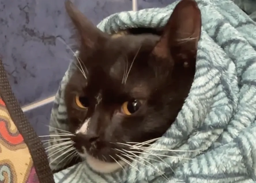 Обложка © Telegram / Кошкиспас