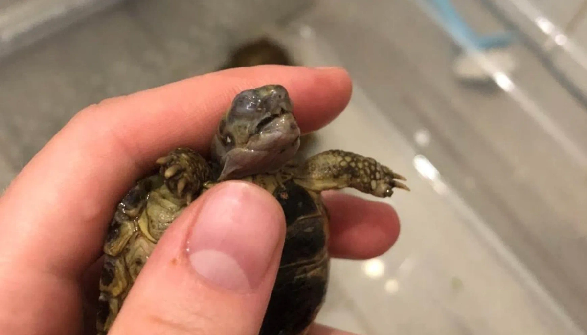 Обложка © VK / Тверь черепахи — рептилии