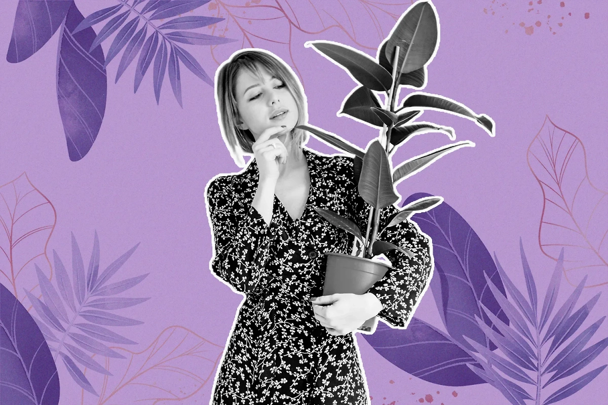 Эти растения скажут, какая энергетика царит в вашем жилище. Коллаж © Life.ru. Обложка © Shutterstock / FOTODOM / Masson, © Freepik / pikisuperstar