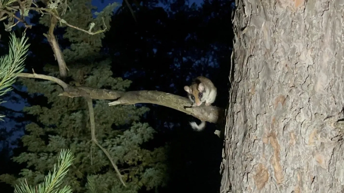 Фото © VK / Нижне-Свирский государственный заповедник / Дарья Афанасьева