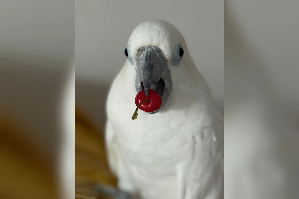 Мария спасала не только попугаев, но и крыс. Фото © из личного архива Марии