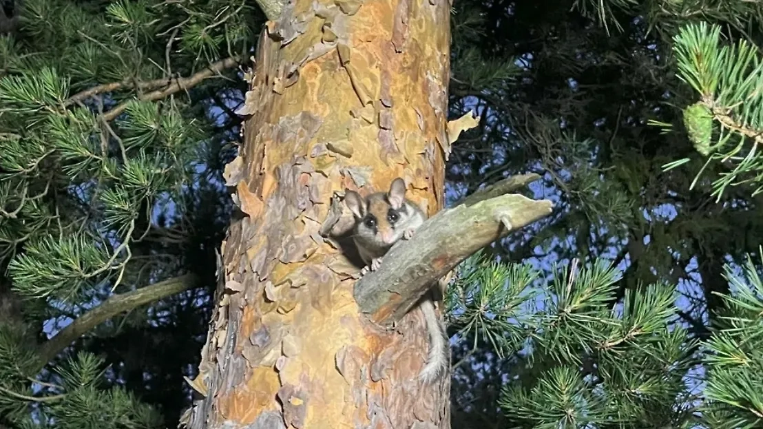 Обложка © VK / Нижне-Свирский государственный заповедник / Дарья Афанасьева