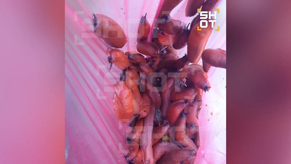 Испанские слизни. Фото © SHOT