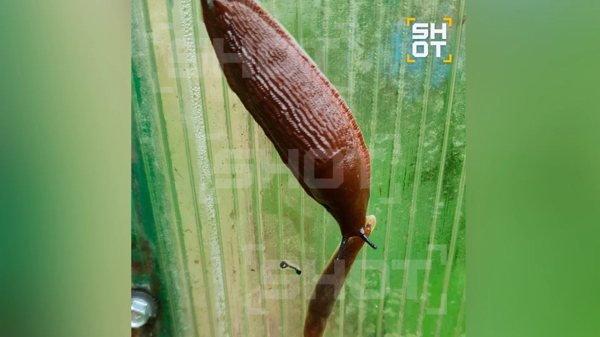 Испанские слизни. Фото © SHOT