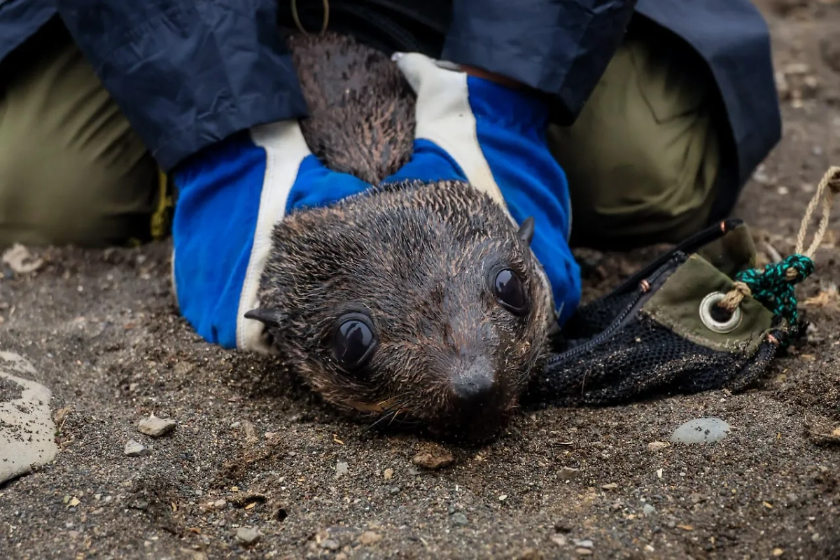 Фото © Телеграм / Друзья океана | Сахалин