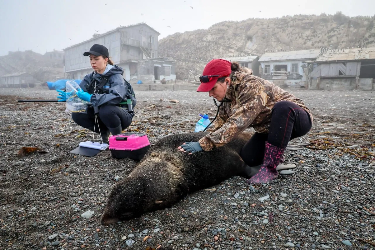 Фото © Телеграм / Друзья океана | Сахалин