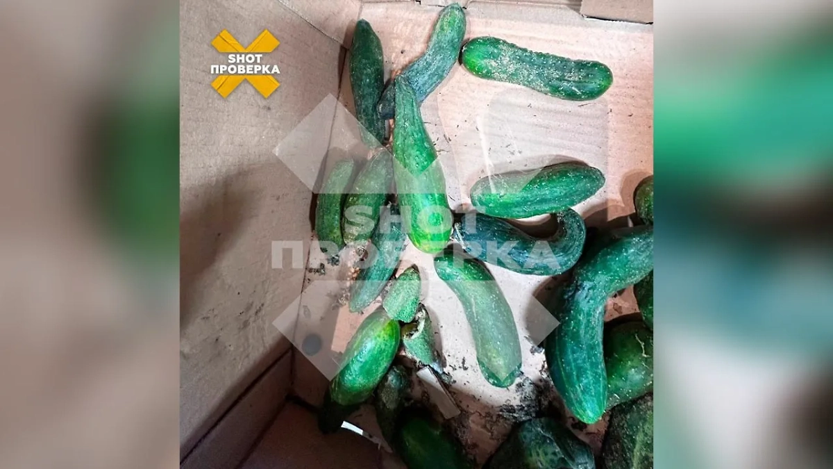 Плесневелые огурцы в московском «Магните». Фото © SHOT ПРОВЕРКА