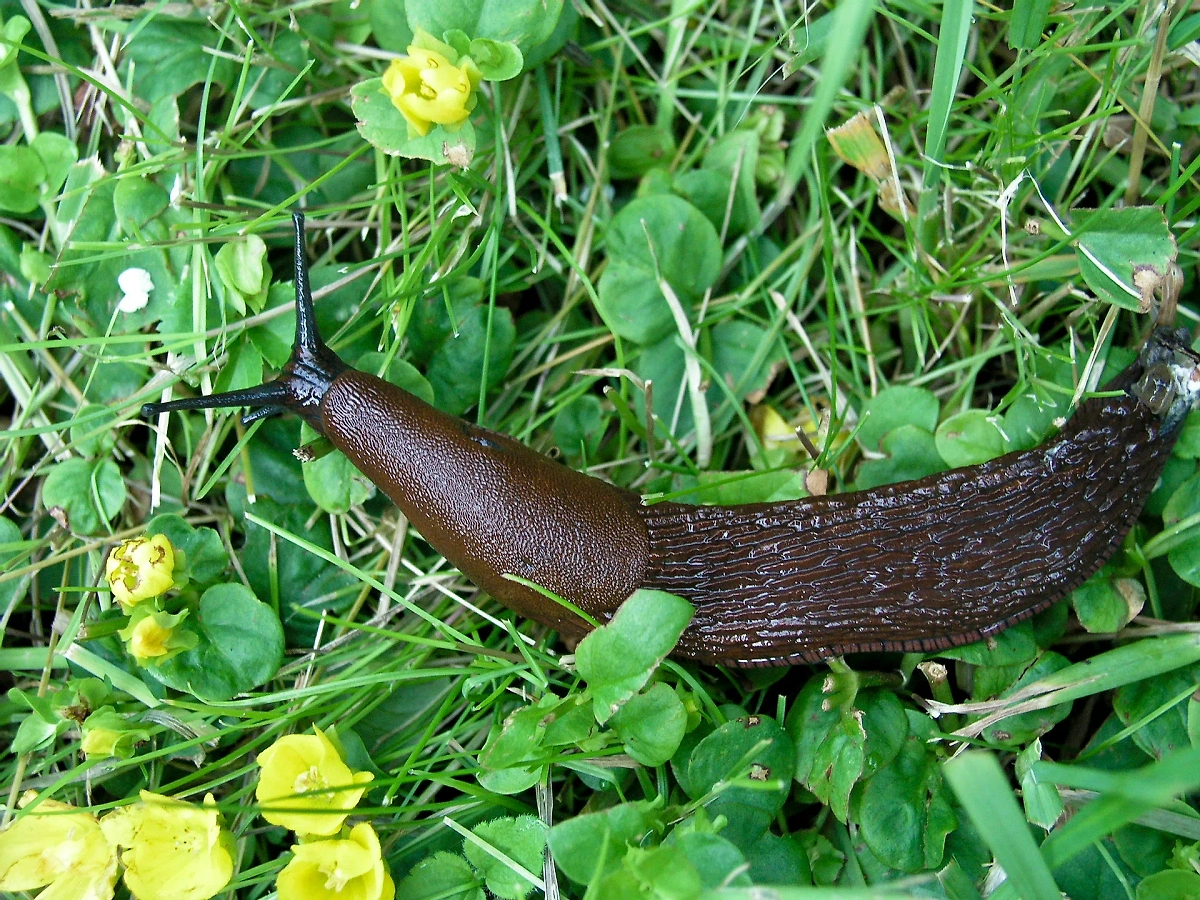 Обложка © wikipedia/Xauxa Håkan Svensson