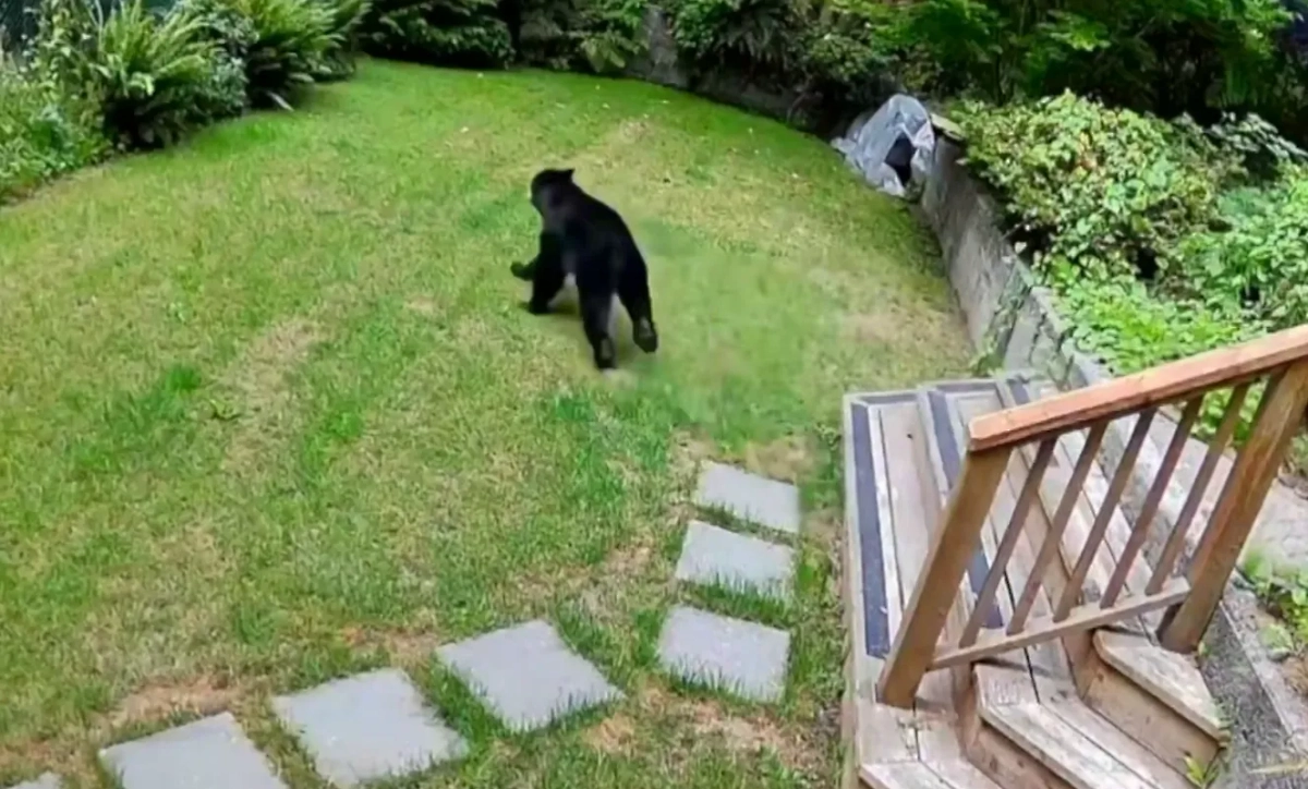 В Канаде маленький шпиц прогнал медведя, забравшегося в частный дом. Обложка © TikTok / Kayla Kleine