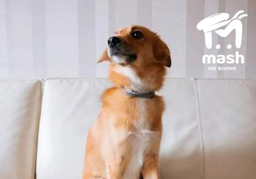 Обложка © Mash на волне