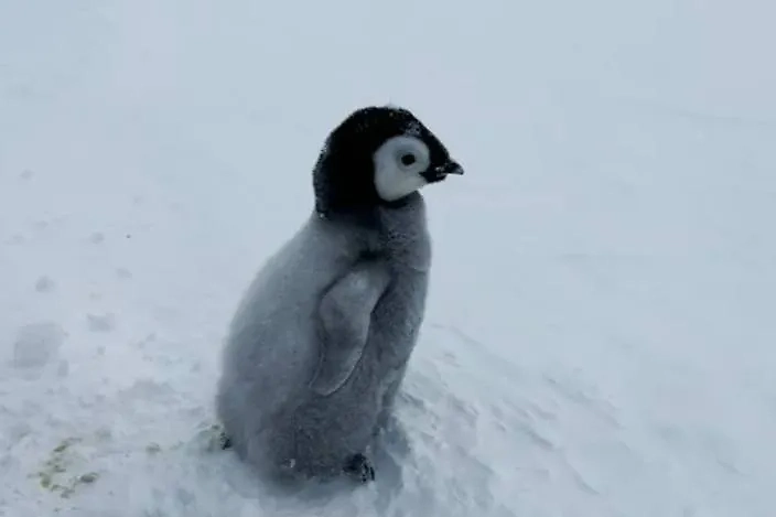 Обложка © Telegram / ЛЁД / Юрий Мизин, Лев Синкин, ААНИИ