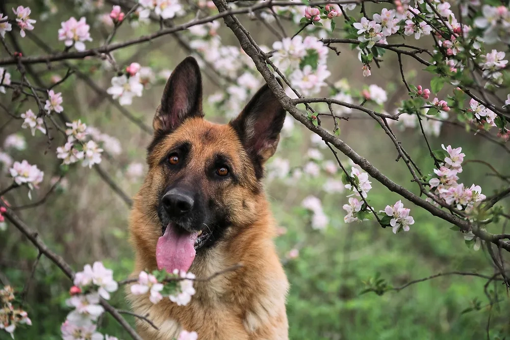 Немецкая овчарка — самая узнаваемая собака в мире. Мухтар и комиссар Рекс — как раз этой породы. Фото © Shutterstock / FOTODOM / lightman_pic