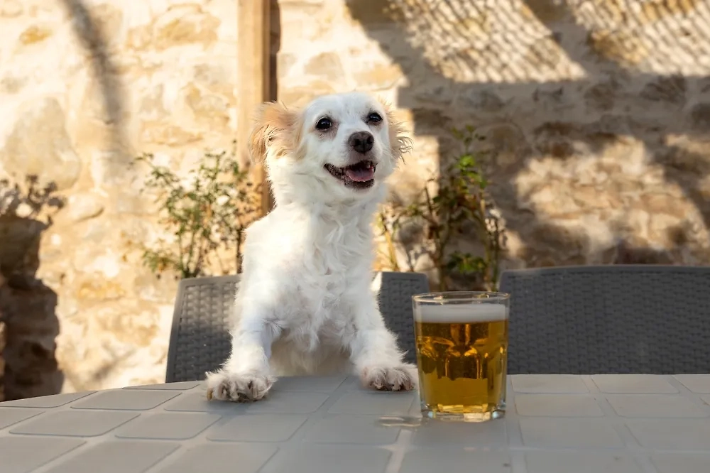 Обложка © Shutterstock / FOTODOM / One Love One Photo