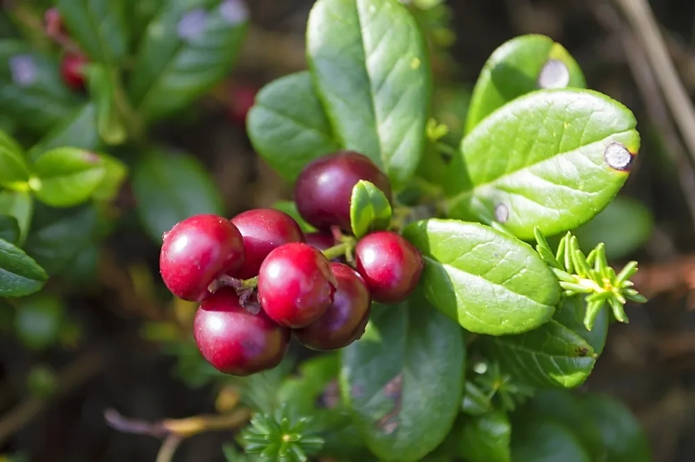 Обложка © Shutterstock / FOTODOM / Konstantin Baidin