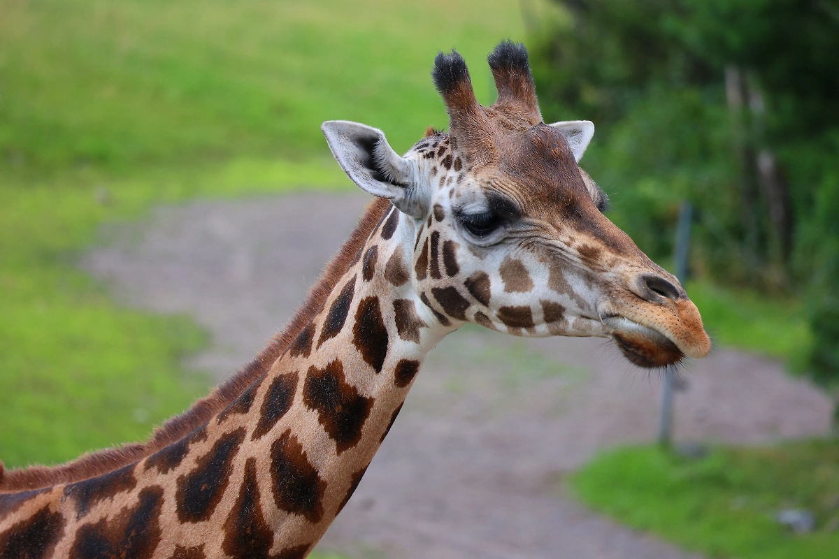 Жираф. Обложка © Shutterstock / FOTODOM / meunierd