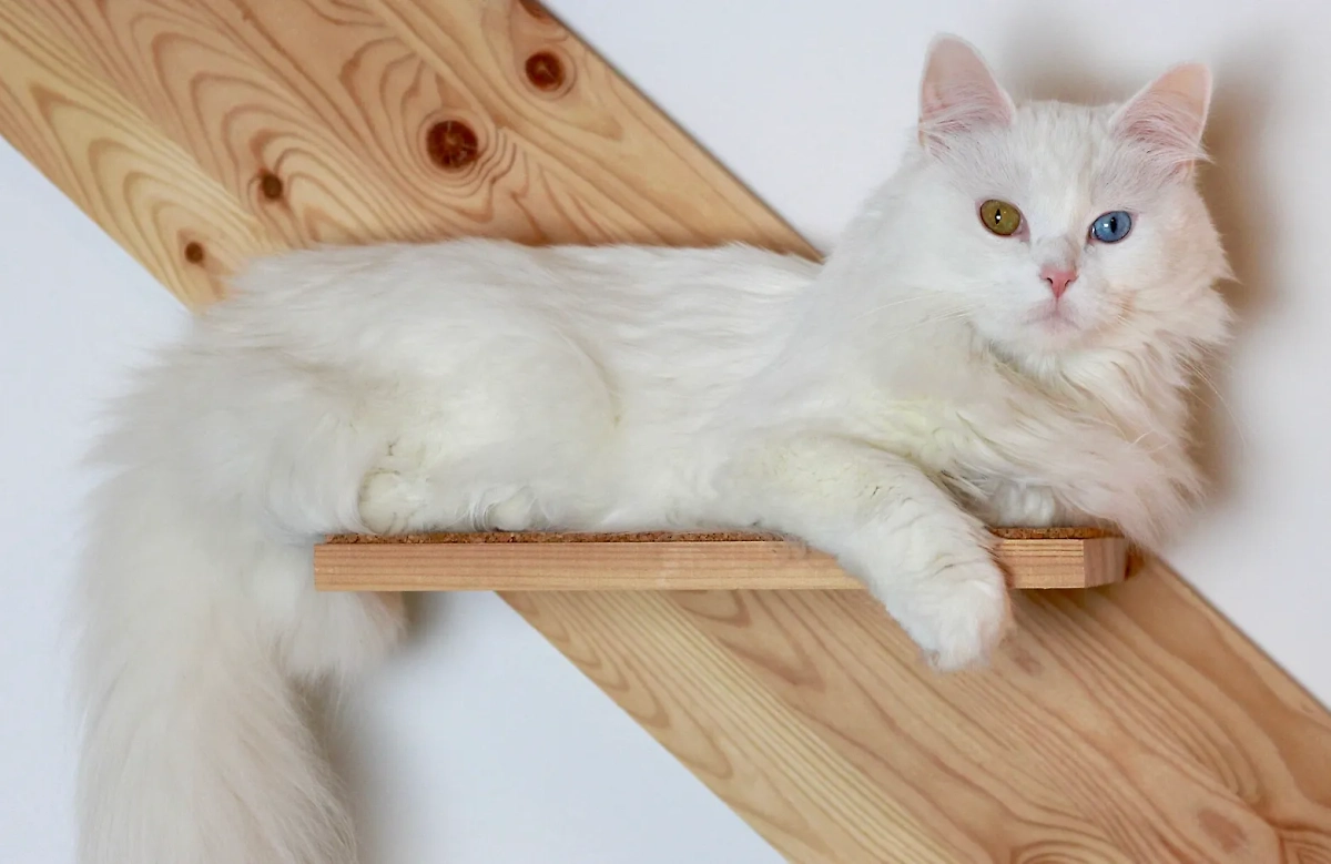 Турецкая ангора: почему кошки этой породы опасны аллергикам. Фото © Wikipedia / Franzioseph