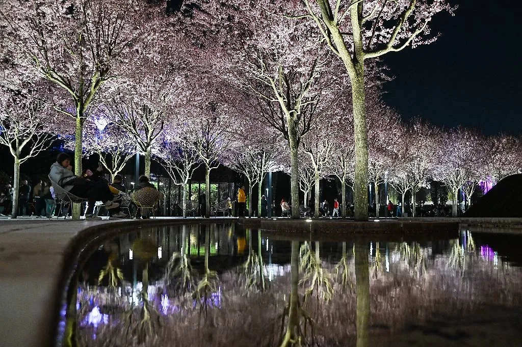 Краснодар, цветение вишни на территории парка «Краснодар». Фото © ТАСС / Игорь Онучин