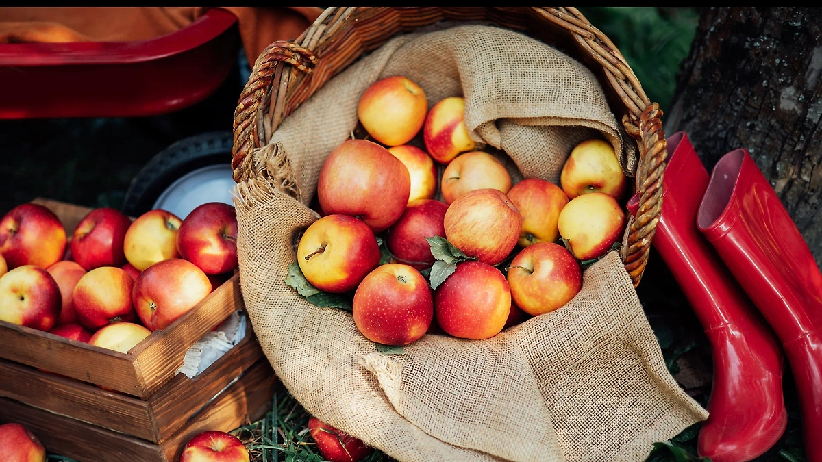 Как правильно хранить яблоки зимой — все советы. Обложка © Shutterstock / FOTODOM / Serenko Natalia