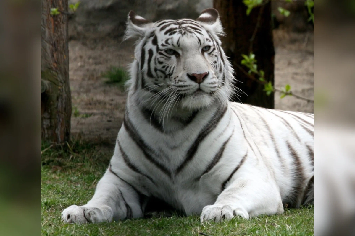 Зая. Обложка © Пресс-служба Новосибирского зоопарка / Ю. Котюков