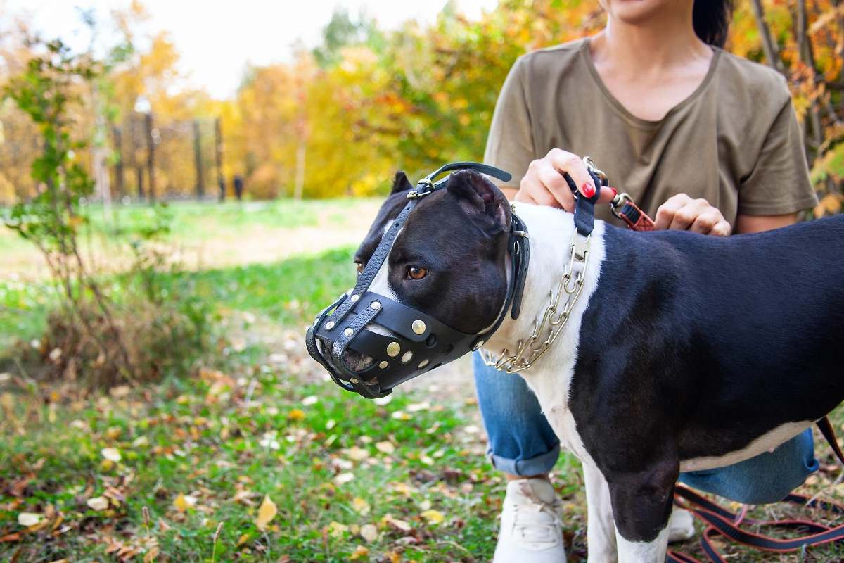 Выгуливать собак в наморднике: когда это обязательно по закону. Фото © Shutterstock / FOTODOM / Galaxy love design