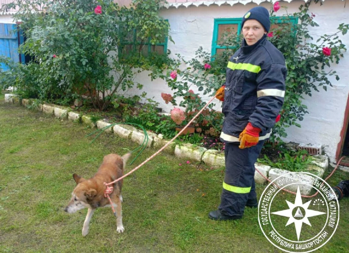 Собака провалилась в погреб, её спасли. Обложка © Telegram / Госкомитет РБ по ЧС