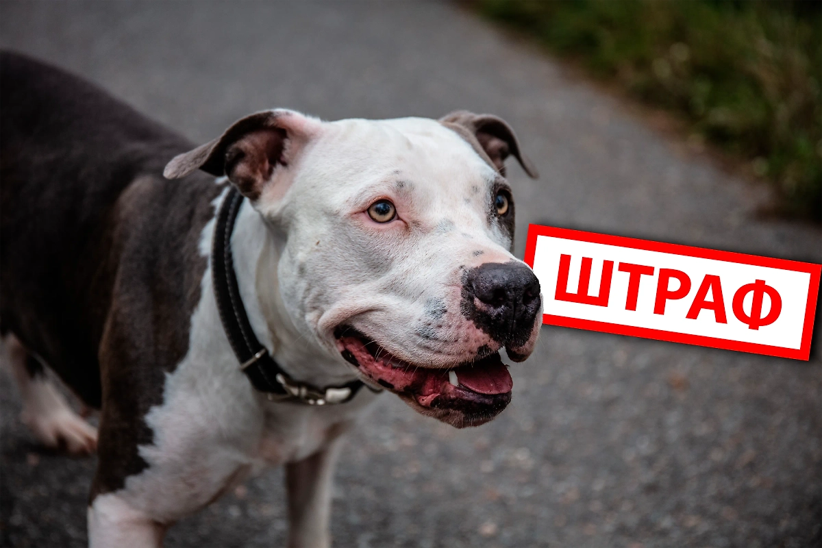 Обложка © Коллаж © Life.ru, фото © Shutterstock / FOTODOM / Freddy Sky