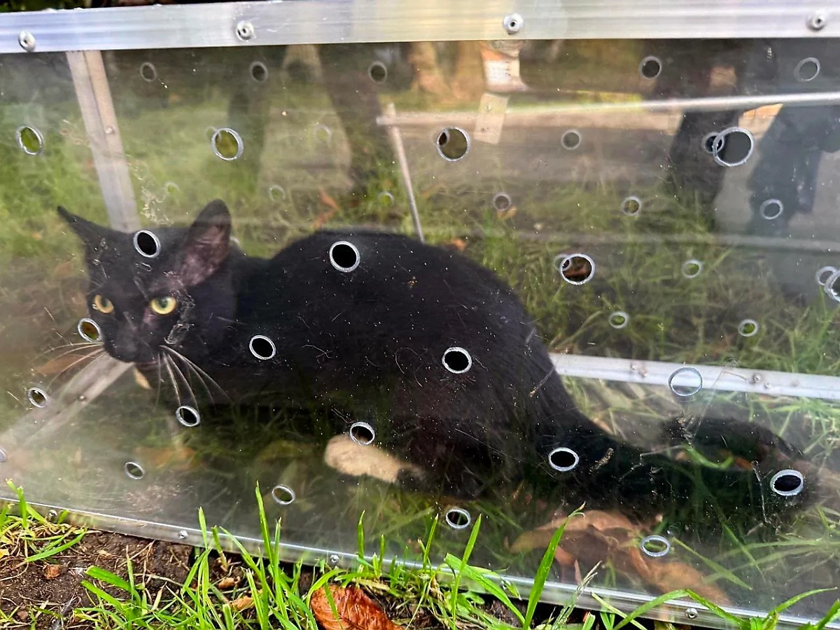 Спасённый кот. Обложка © Telegram / Спасатели СпасРезерв