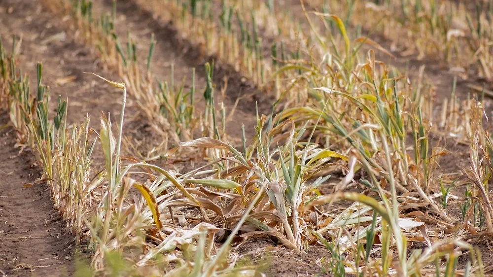 Афганистан обсуждает с Россией привлечение мигрантов в сельское хозяйство