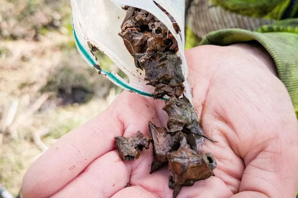 Водяные орехи. Фото © Arkeologerna / SHM