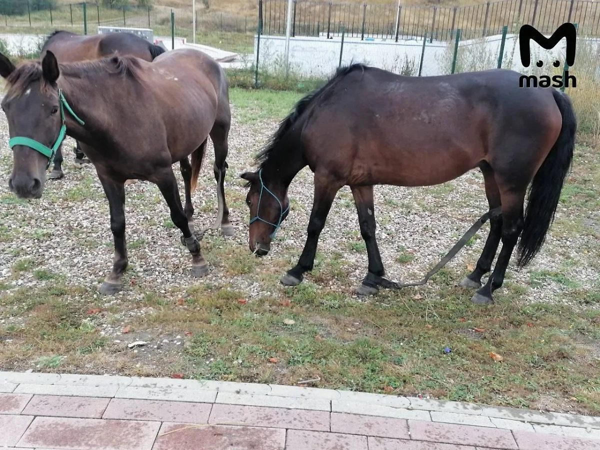 Обложка © Mash