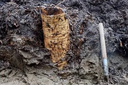Берёзовый столб. Фото © Arkeologerna / SHM