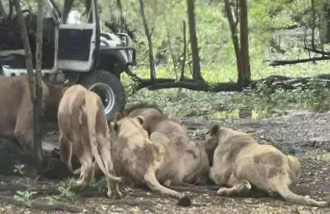 Обложка © Instagram (признан экстремистской организацией и запрещён на территории Российской Федерации)/ newsfirst.lk