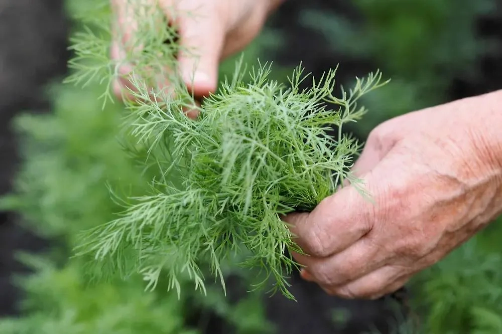 Сентябрьские цены на продукты: где искать самые выгодные предложения. Фото © Shutterstock / FOTODOM / Tatiana_Pink