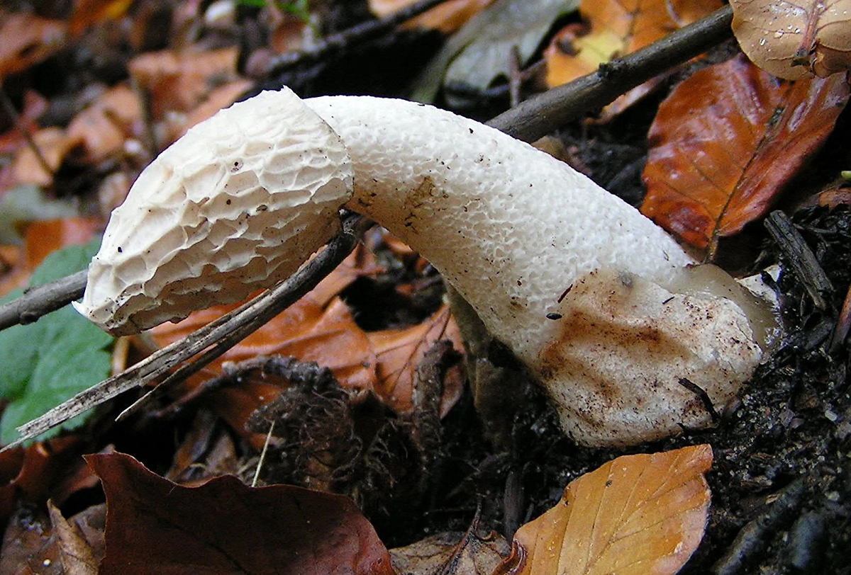 Обложка © Wikipedia