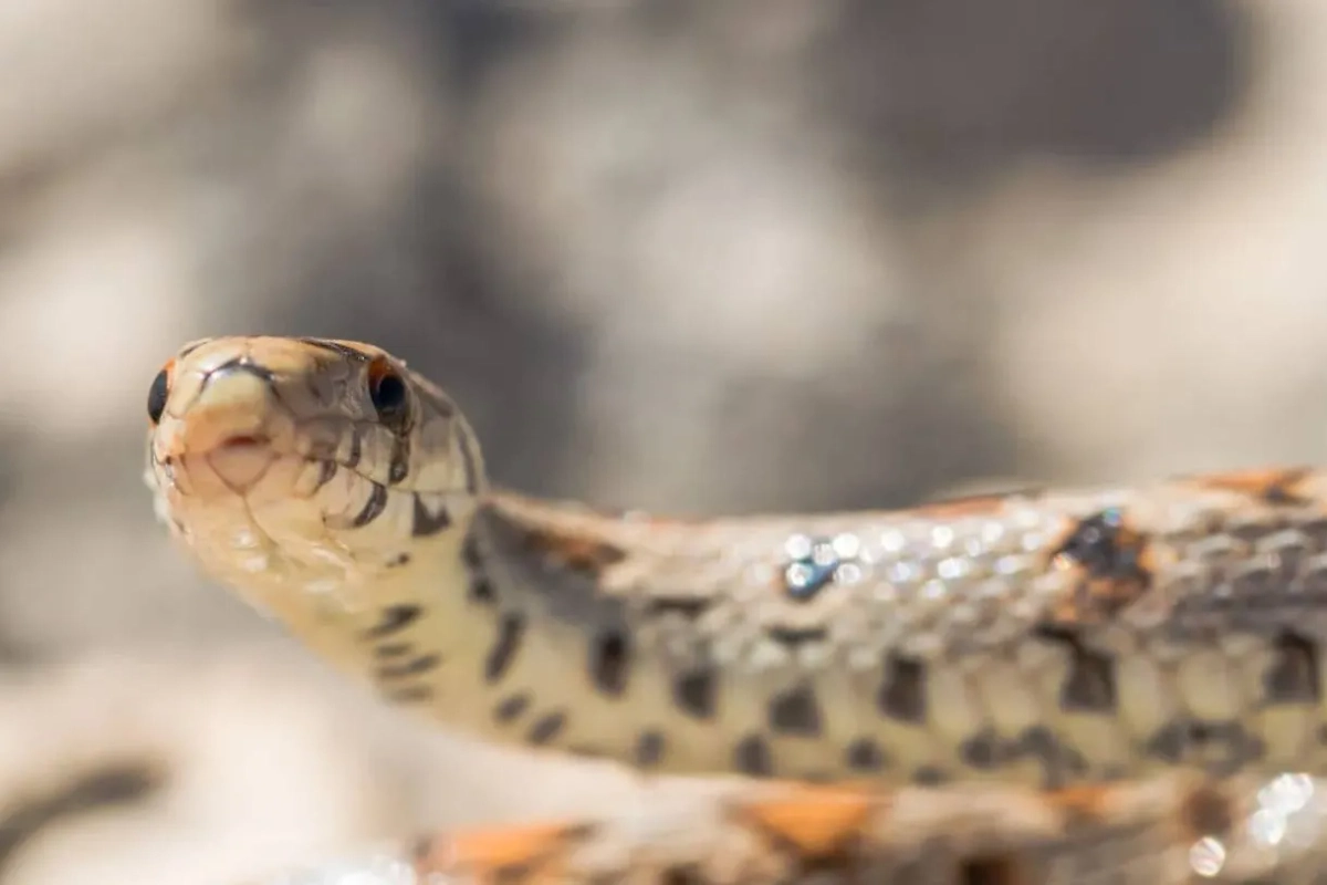 Обложка © freepik / wirestock