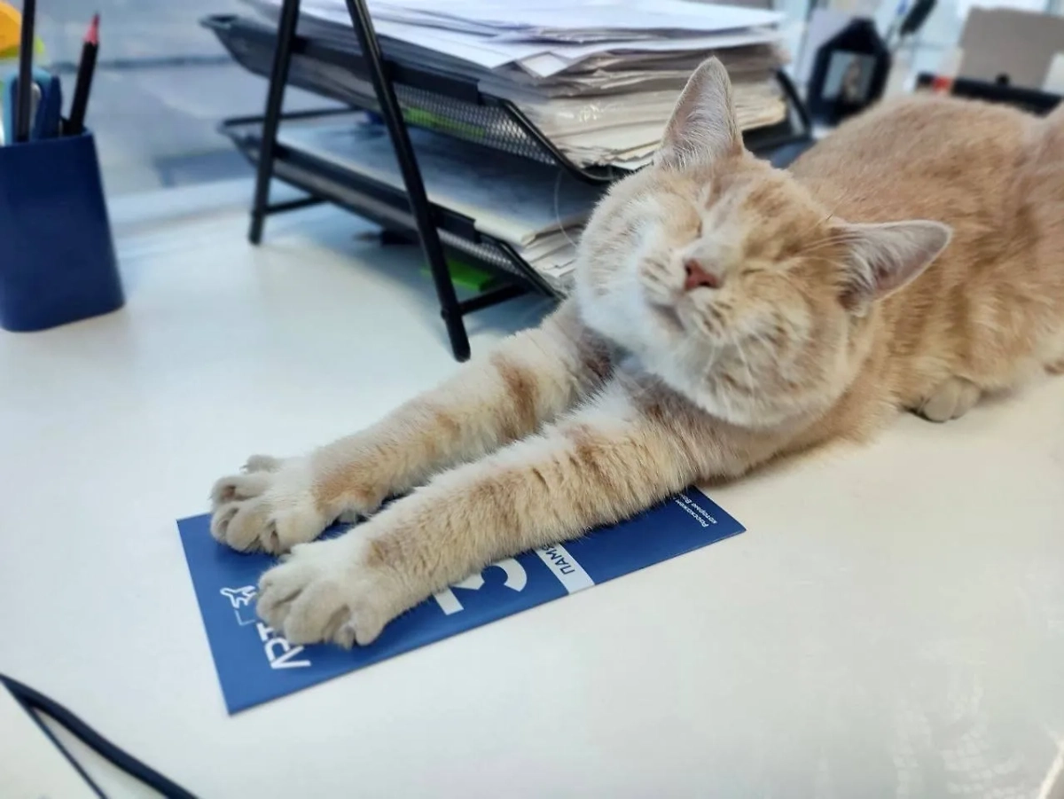 Кот Персик. Фото © VK/Лётная школа ART