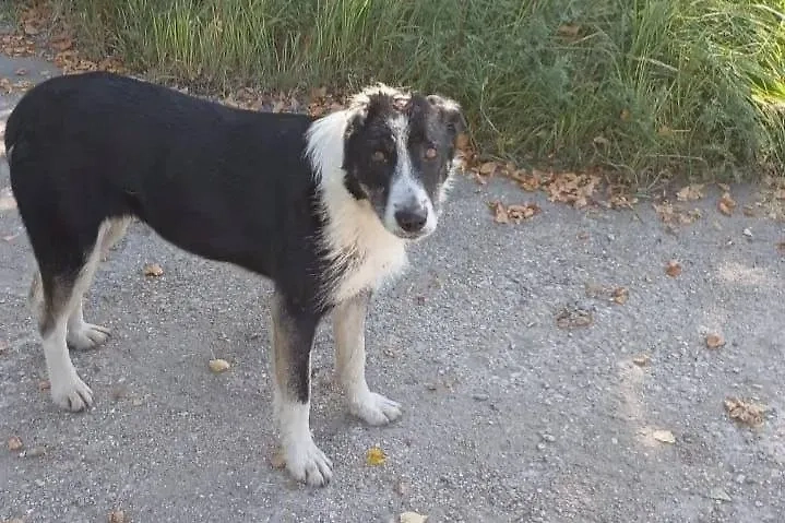 Изувеченная под Химками собака Воля. Обложка © VK / Фонд помощи бездомным животным «Ника»