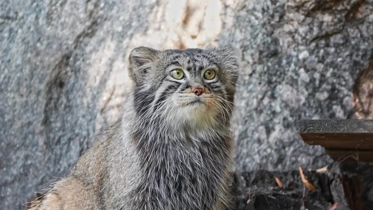 Манул Тимофей в Московском зоопарке начал набирать вес к зиме. Обложка © Telegram/Московский зоопарк