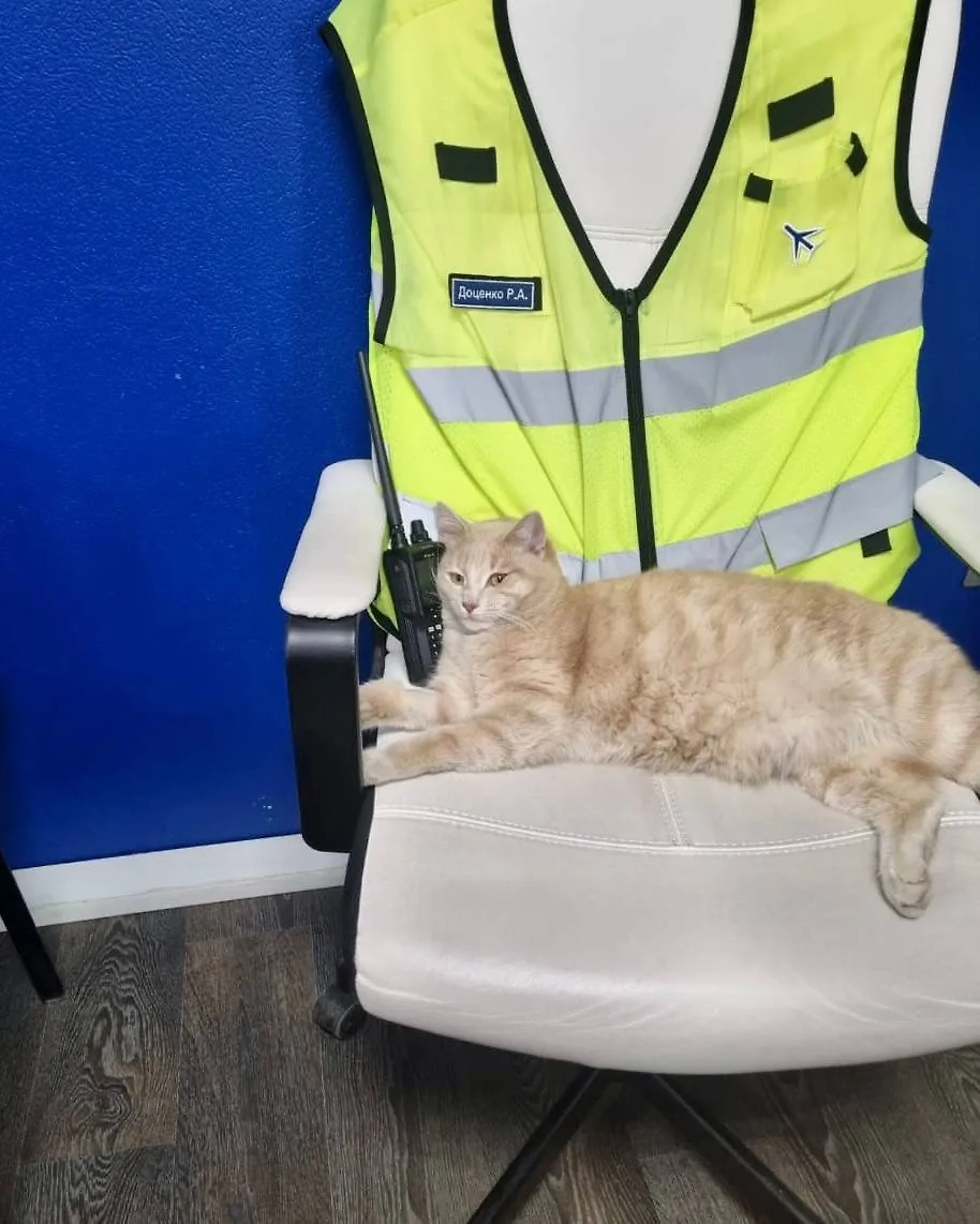 Кот Персик. Фото © VK/Лётная школа ART