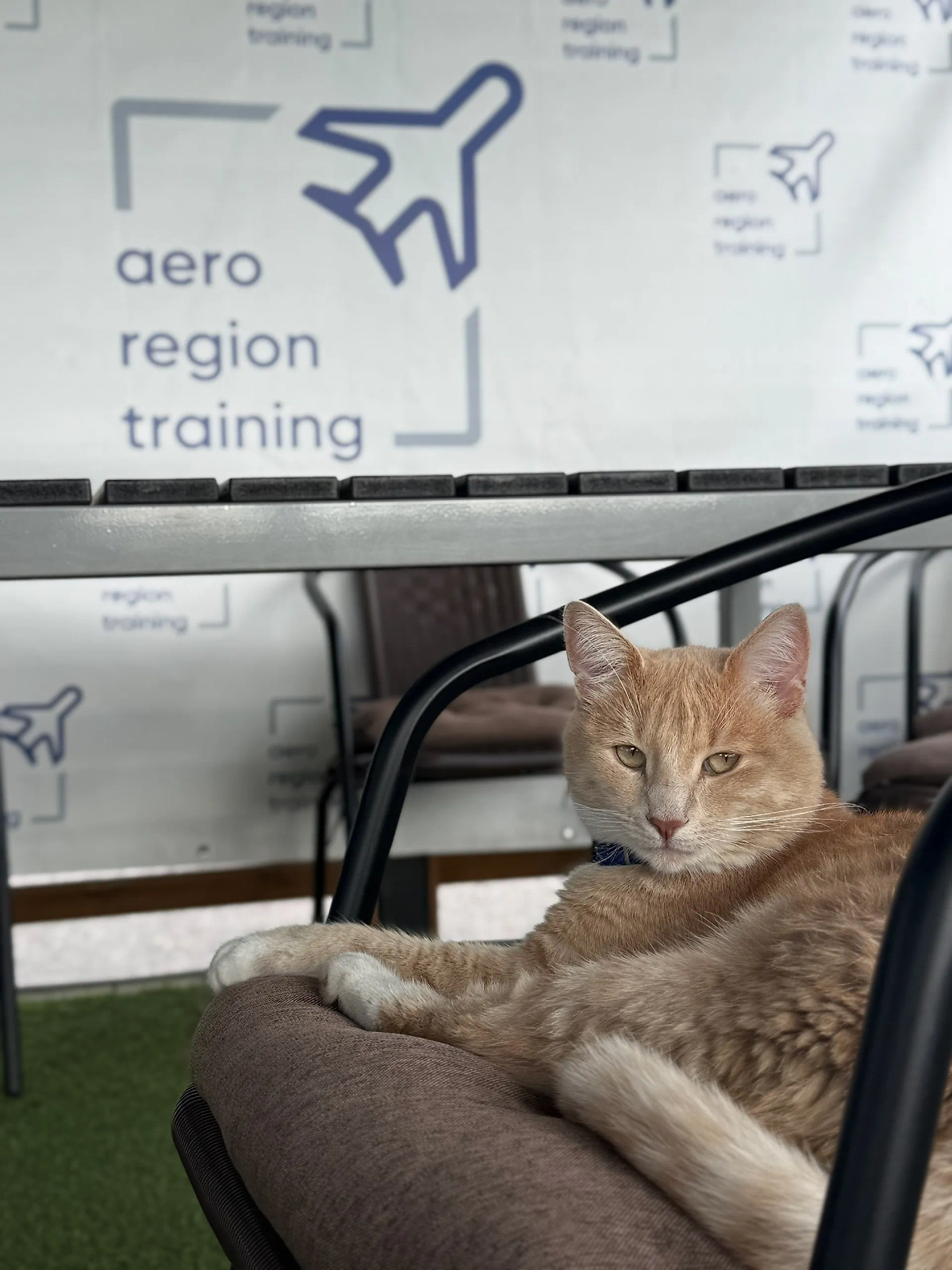 Кот Персик. Фото © VK/Лётная школа ART