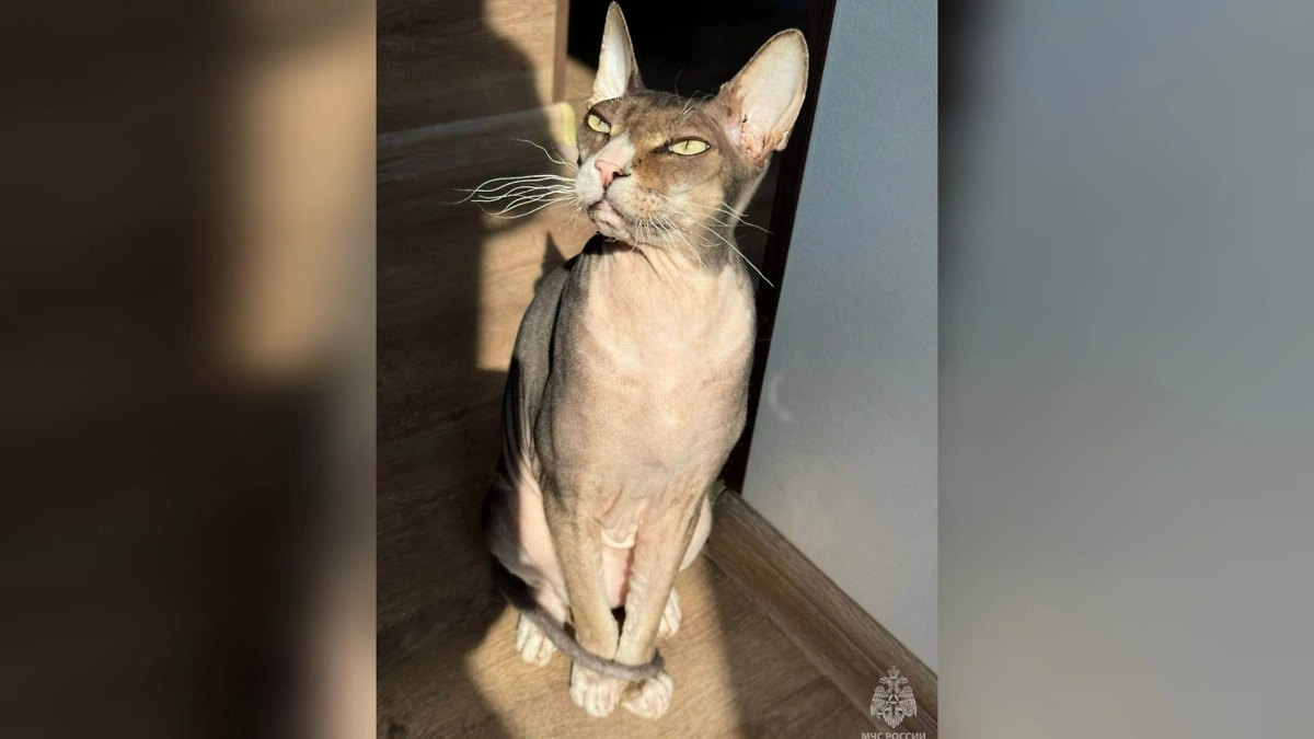 Обложка © Пресс-служба МЧС РФ