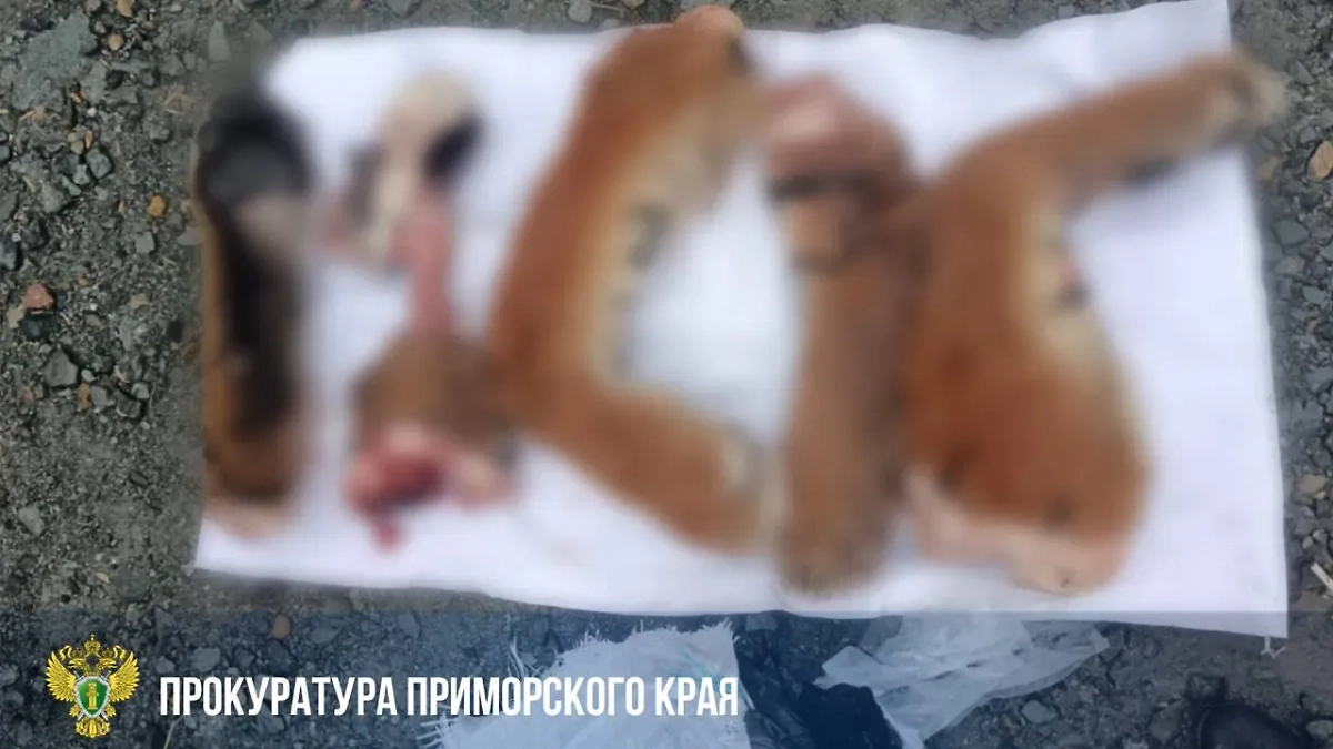 Части туши тигра нашли в багажнике авто в Приморье. Обложка © Telegram / Прокуратура Приморского края